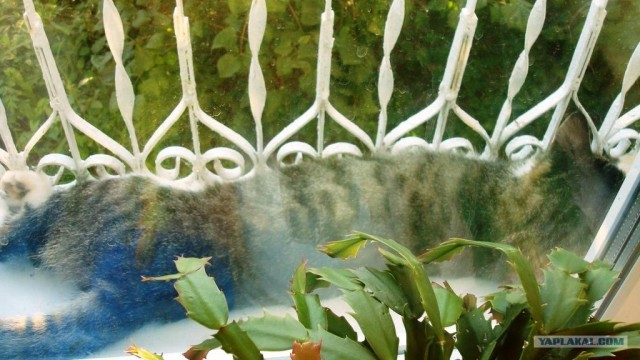 Котовторник стартует