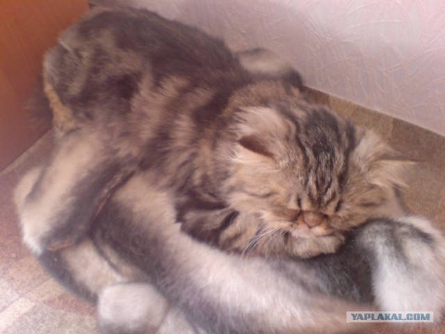 Котовторник  07.06.11