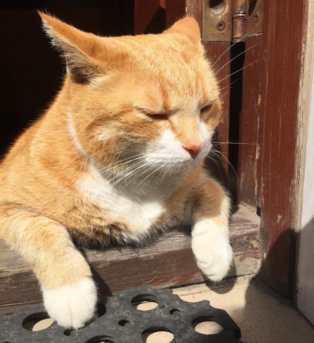 Прикольных котов пост