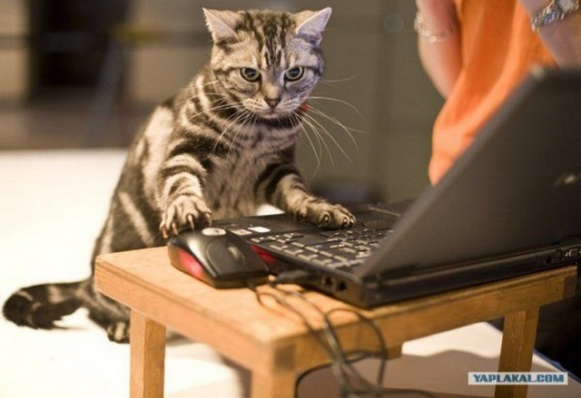 Котовторник объявляется открытым!