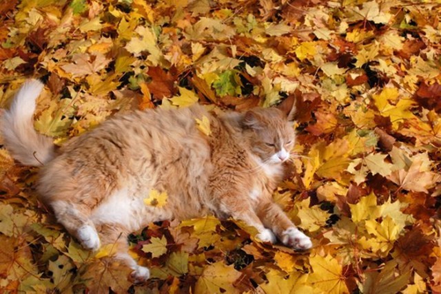Котовторник! 11.10.11