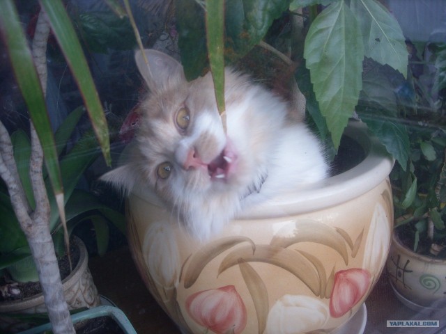 Котовторник (начало в супермаркете!)
