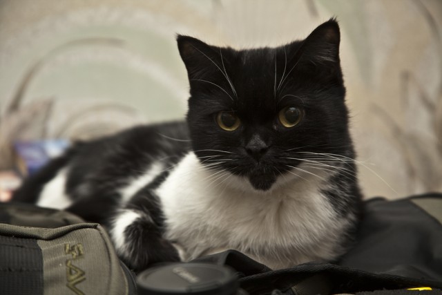Котовторник! 08.11.11