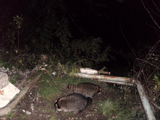 Как приманить енотов для фотосессии?