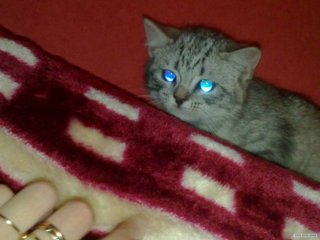 Котовторник 20.03.2012