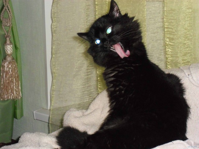 Котовторник 27.03.2012