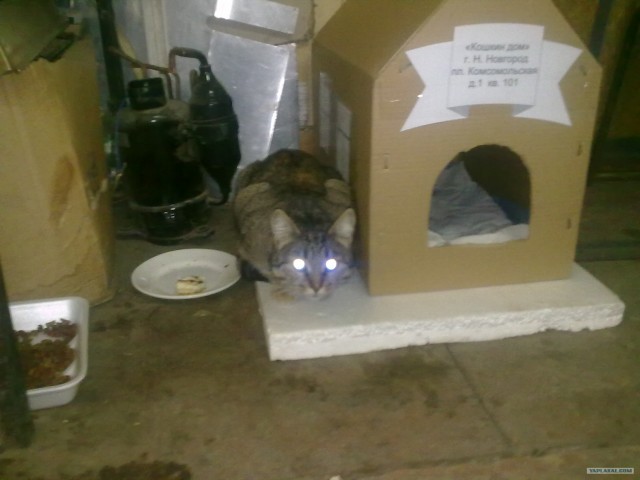 Котовторник  от 3.04.2012