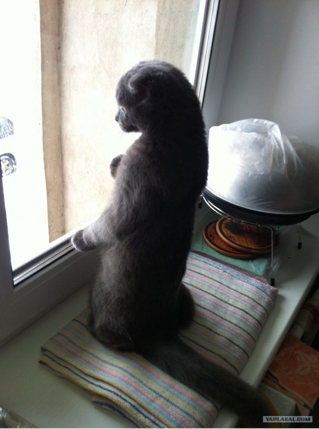 Котовторник 17.04.2012