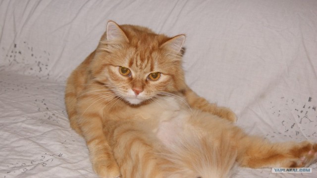 Котовторник  14.08.2012.