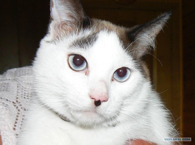 Котовторник 30.10.2012