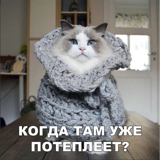 Забавные фото котеек