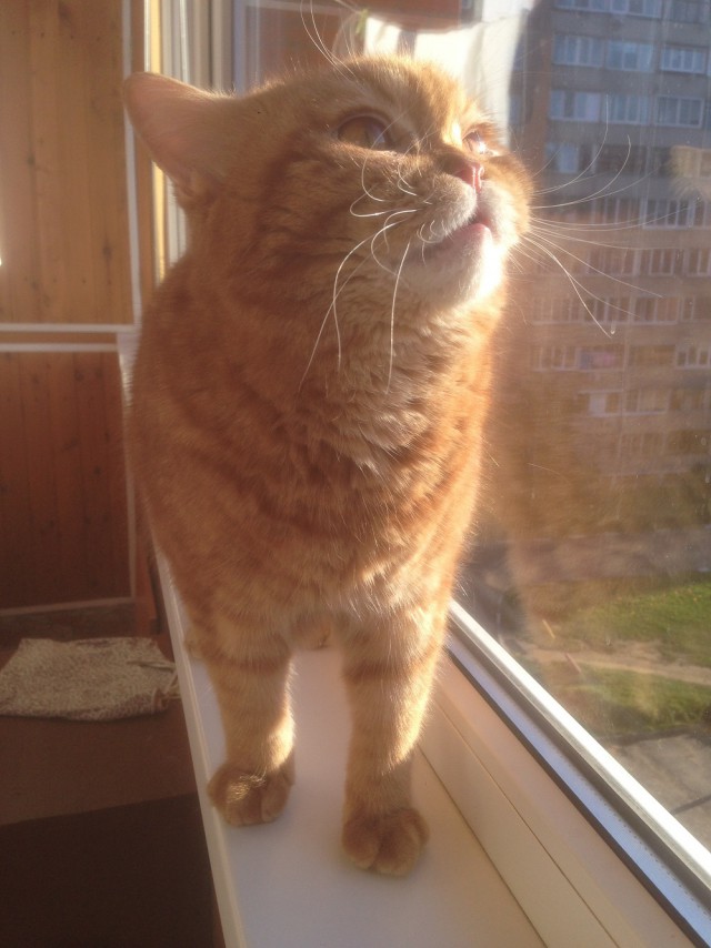 Чо, поцоны? Котовторнег?!