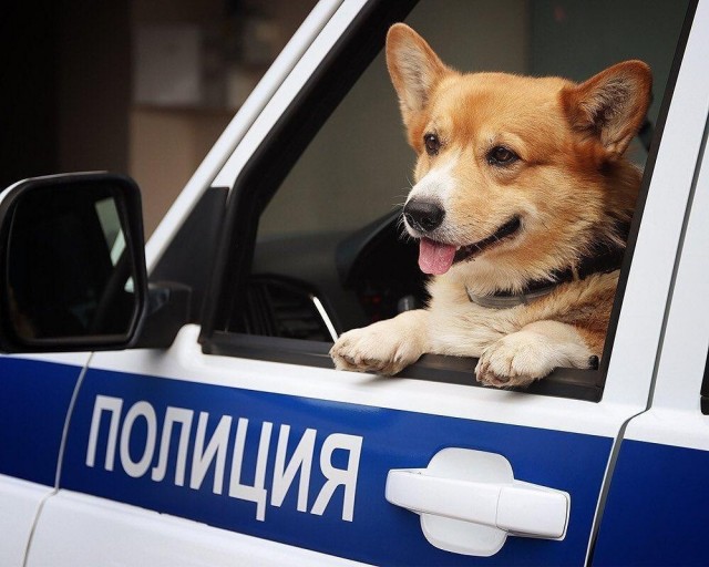 Эти забавные животные