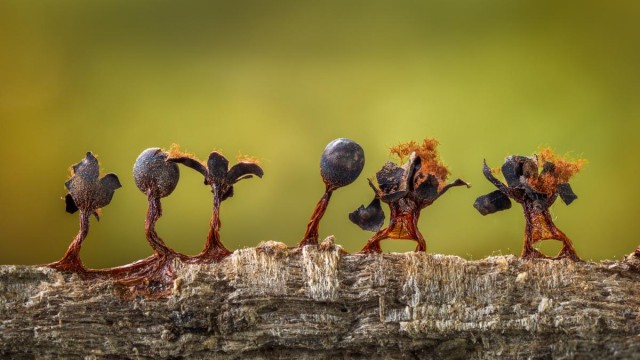 Лучше работы макросъемки Close-Up Photography Awards-2020