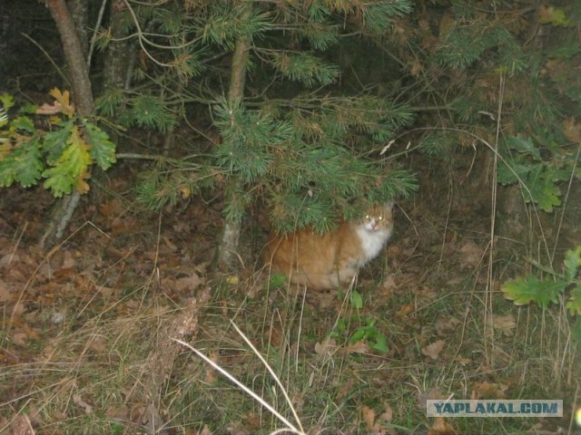 Жизнь домашнего приюта для котеек 312