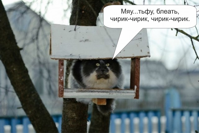 Фигасе воробушек!