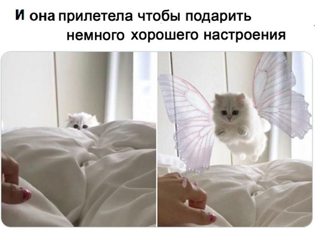 Картинки с котами и про котов