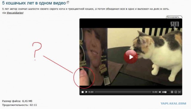 5 кошачьих лет в одном видео