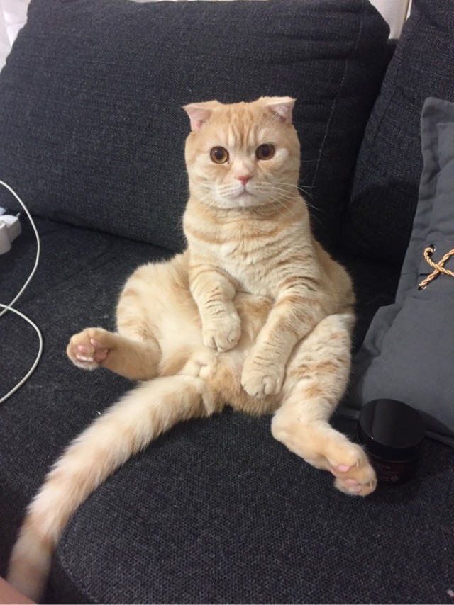 Котовторник же!