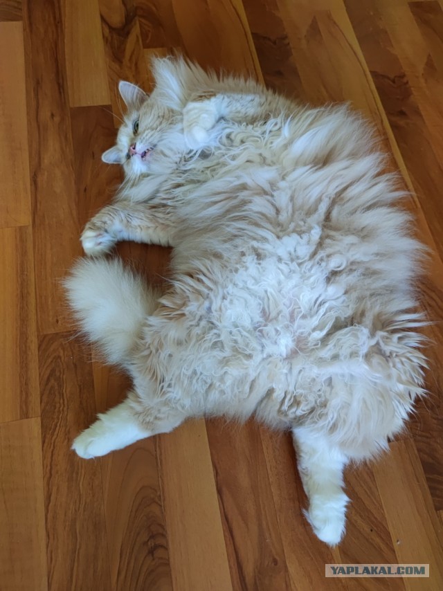 Погнали! С котовторником, други!
