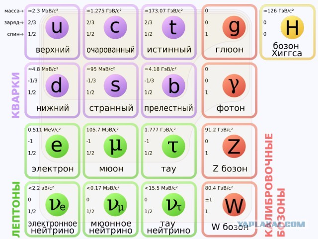 Как выглядят и работают клетки человека