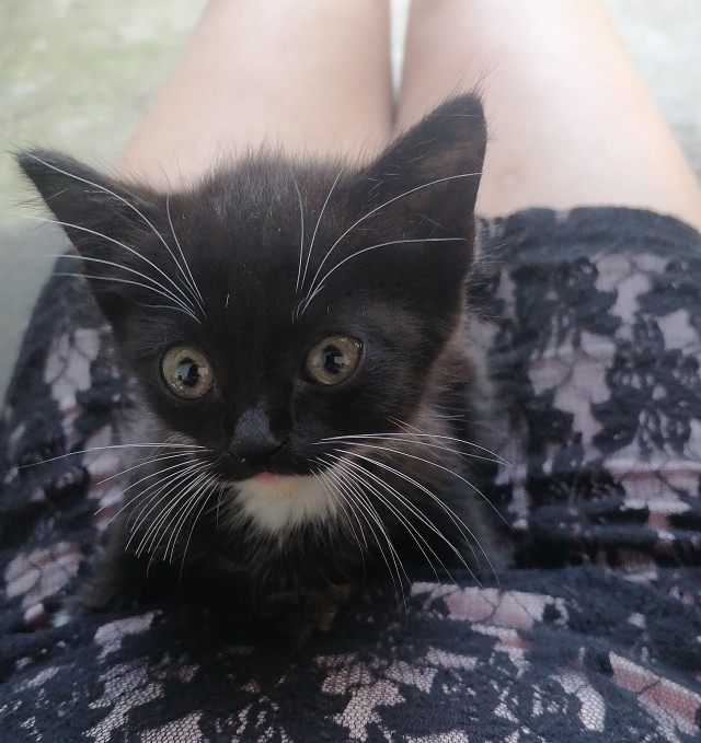 Котовторник
