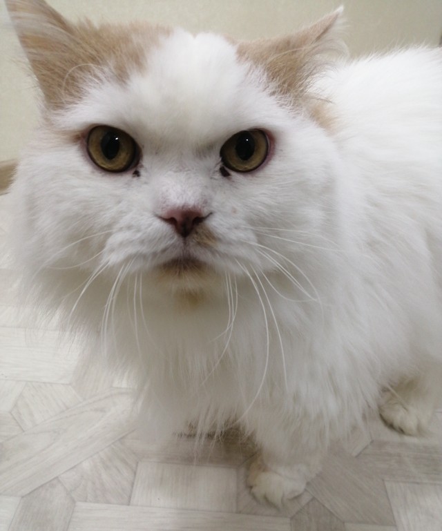 Котовторник 21.12.21