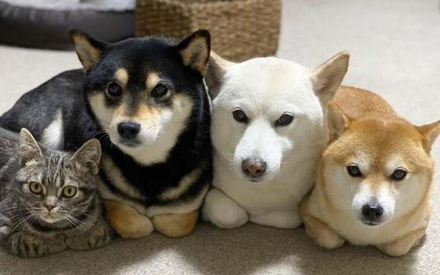 Собаки - ладно, но кот?
