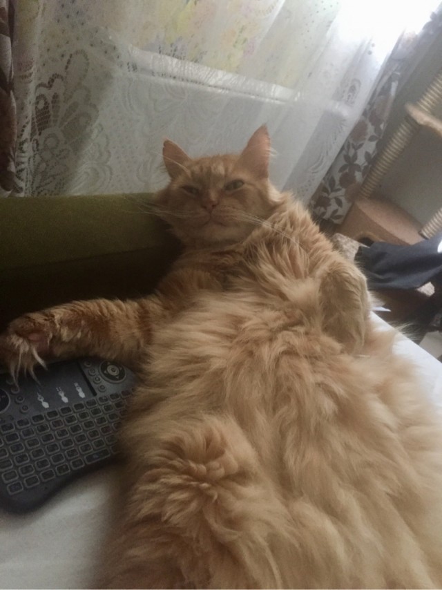 С Днём рыжих!