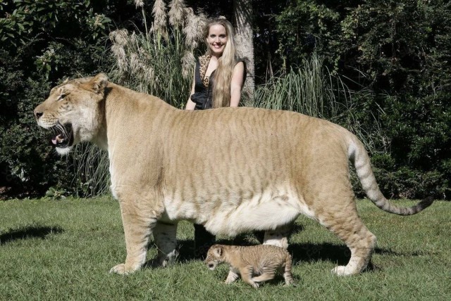 Немного о размерах диких кошек