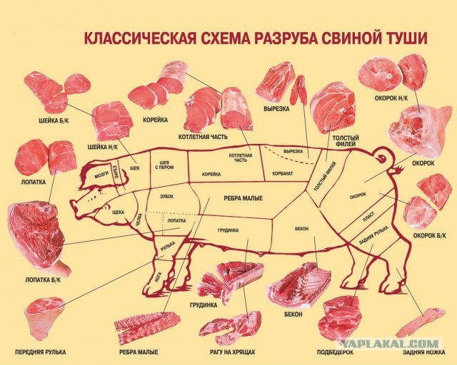 19 важных, нужных и познавательных шпаргалок, которые могут пригодиться в жизни
