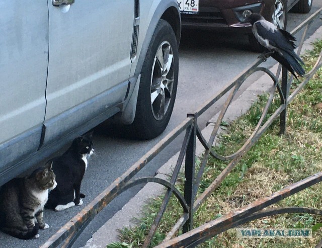 Котовторник 19.07.22