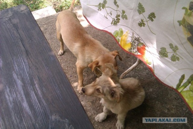 Велопутешествие по Крыму