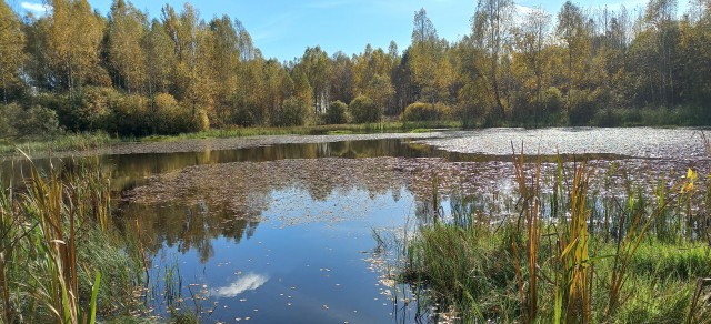 А может быть поделимся печальной красотой?