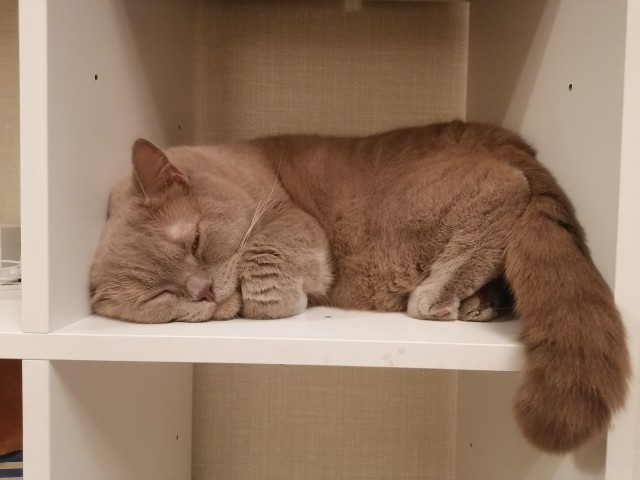Мой котовторник