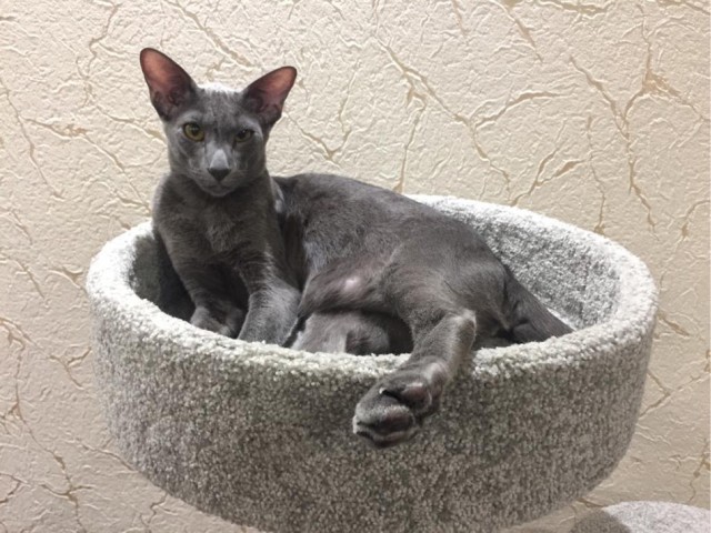 Мой котовторник