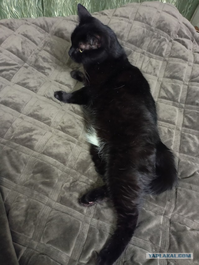 Котовторник 17.01.23
