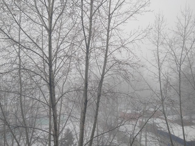 Дубак
