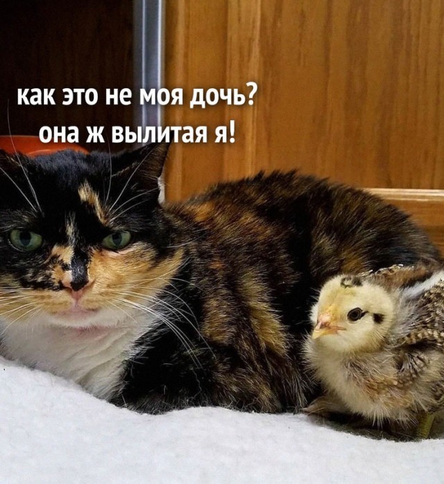 Картинки и мемы, всем хороших выходных