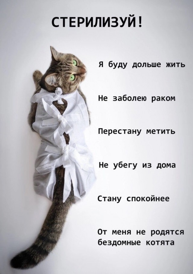 Подкинули такое мяучило
