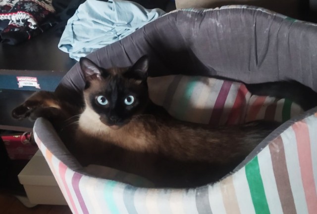 Кот-манипулятор