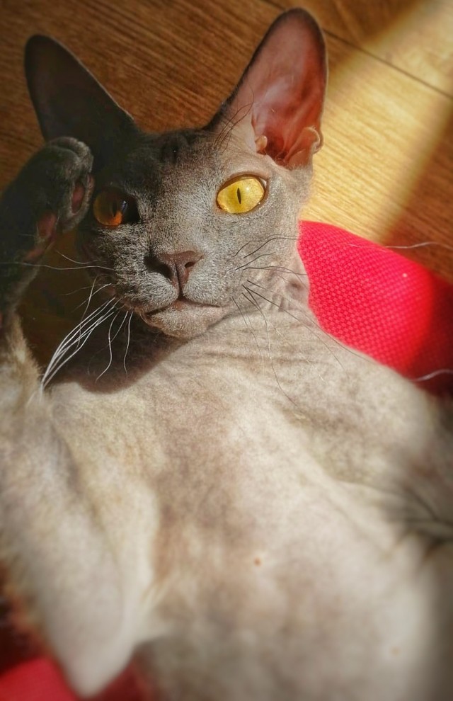 Котовторник, просто Барс