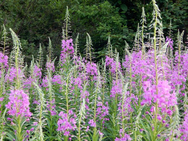 Уральское лето моими глазами