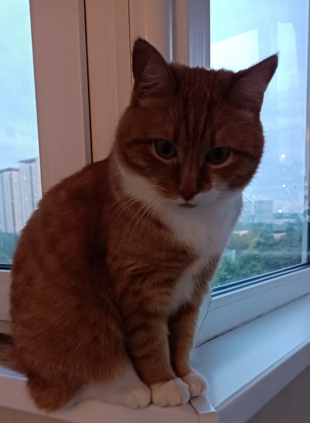 Знакомьтесь, это моя кошечка, зовут Япа