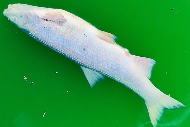 Активисты-экологи в знак протеста отравили рыбу в реке Лаух