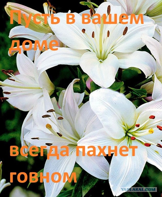 Бояны 7-ми летней выдержки