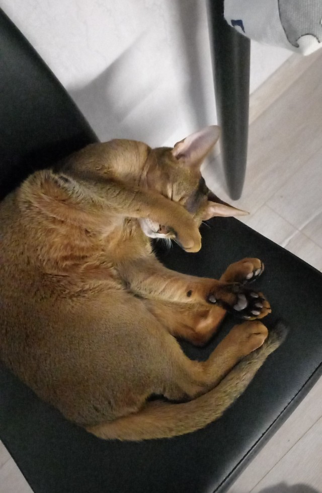 Мой котяра