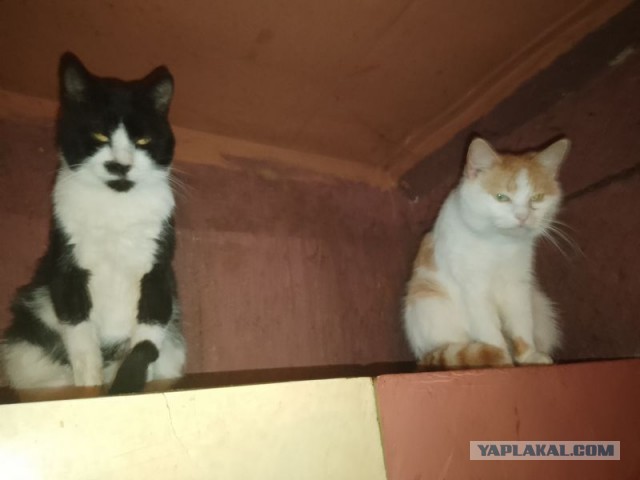 Жизнь домашнего приюта для котеек 481