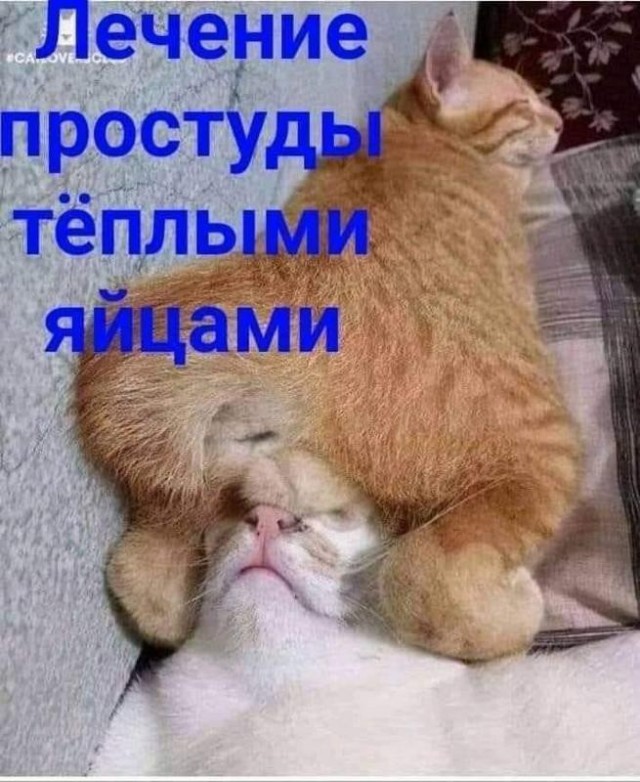 Полин, Полина, зови на помощь