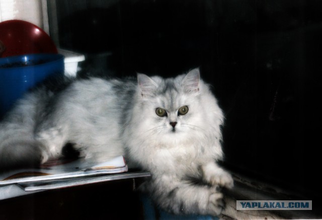Котовторник 21.05.2013